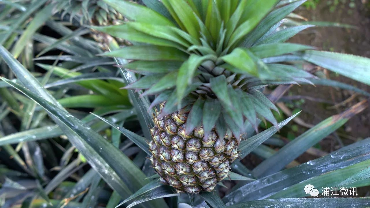 大棚凤梨怎么种植_大棚种植凤梨技术视频_大棚凤梨种植技术