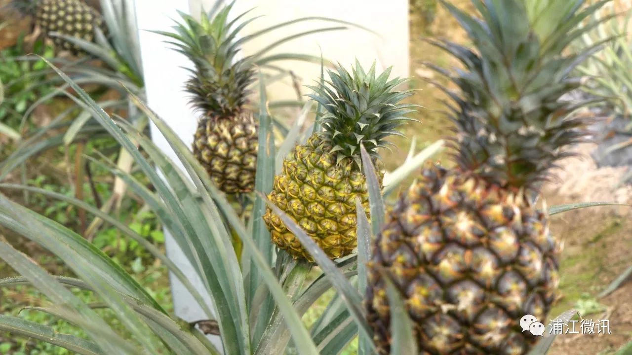 大棚凤梨种植技术_大棚种植凤梨技术视频_大棚凤梨怎么种植