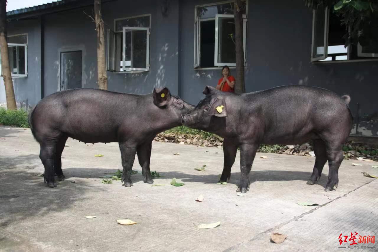 致富经散养黑猪视频全集_致富经放养黑猪_致富经黑猪养殖