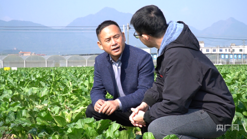 广东菜心种植_广西菜心种植技术视频_广西能种养心菜吗