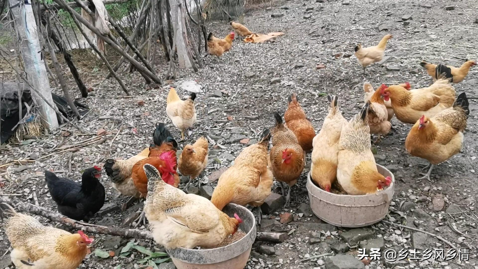 致富鸡养殖技术_养殖鸡致富经视频_致富养殖鸡技术有哪些