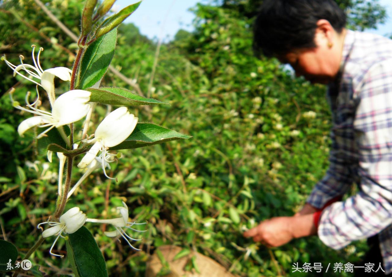 养鸡秘诀：土鸡创业致富新思路，金银花地中养土鸡