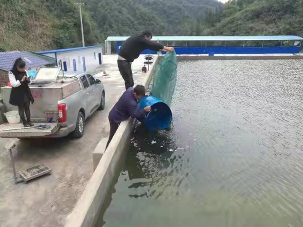 致富经水泥池养泥鳅_室内水泥池养泥鳅技术视频_水泥池泥鳅养殖技术视频