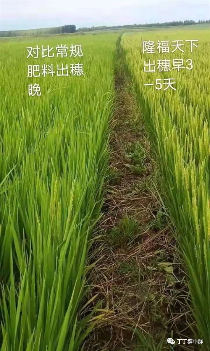 春花生高产栽培技术_春花菜栽培技术_春花生高产种植技术