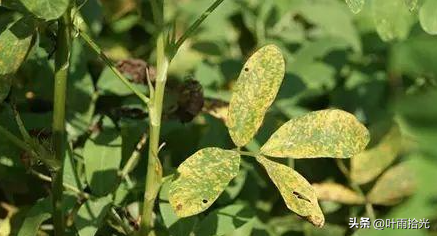 春花生高产种植技术_春花生高产栽培技术_春花菜栽培技术