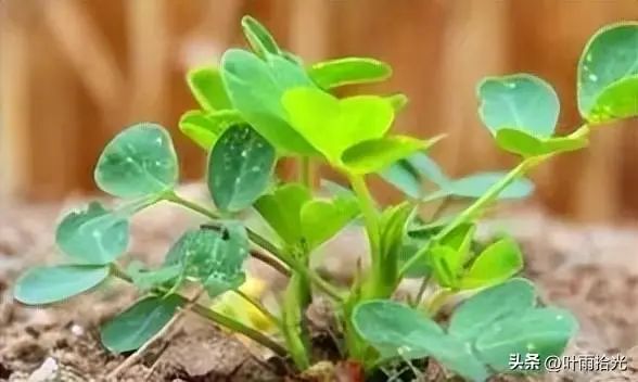 春花生高产栽培技术_春花生高产种植技术_春花菜栽培技术