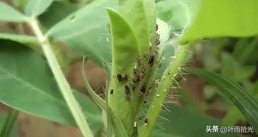 春花菜栽培技术_春花生高产种植技术_春花生高产栽培技术