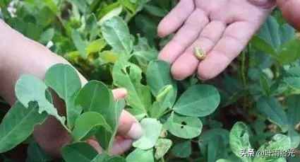 春花生高产种植技术_春花菜栽培技术_春花生高产栽培技术