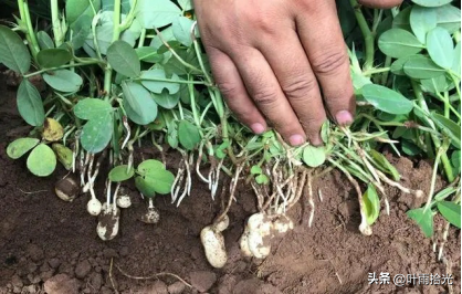 春花生高产栽培技术_春花菜栽培技术_春花生高产种植技术