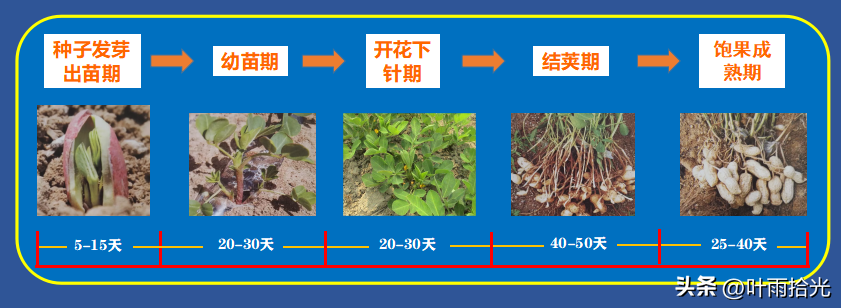 春花生高产栽培技术_春花菜栽培技术_春花生高产种植技术