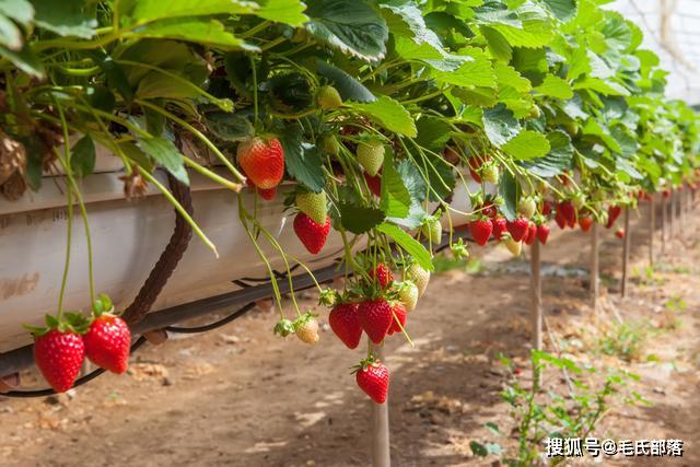 种植草莓技术员合同怎么写_草莓种植技术吧_种植草莓技术教程视频