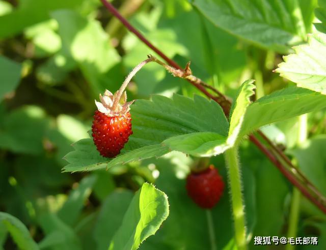 种植草莓技术员合同怎么写_草莓种植技术吧_种植草莓技术教程视频