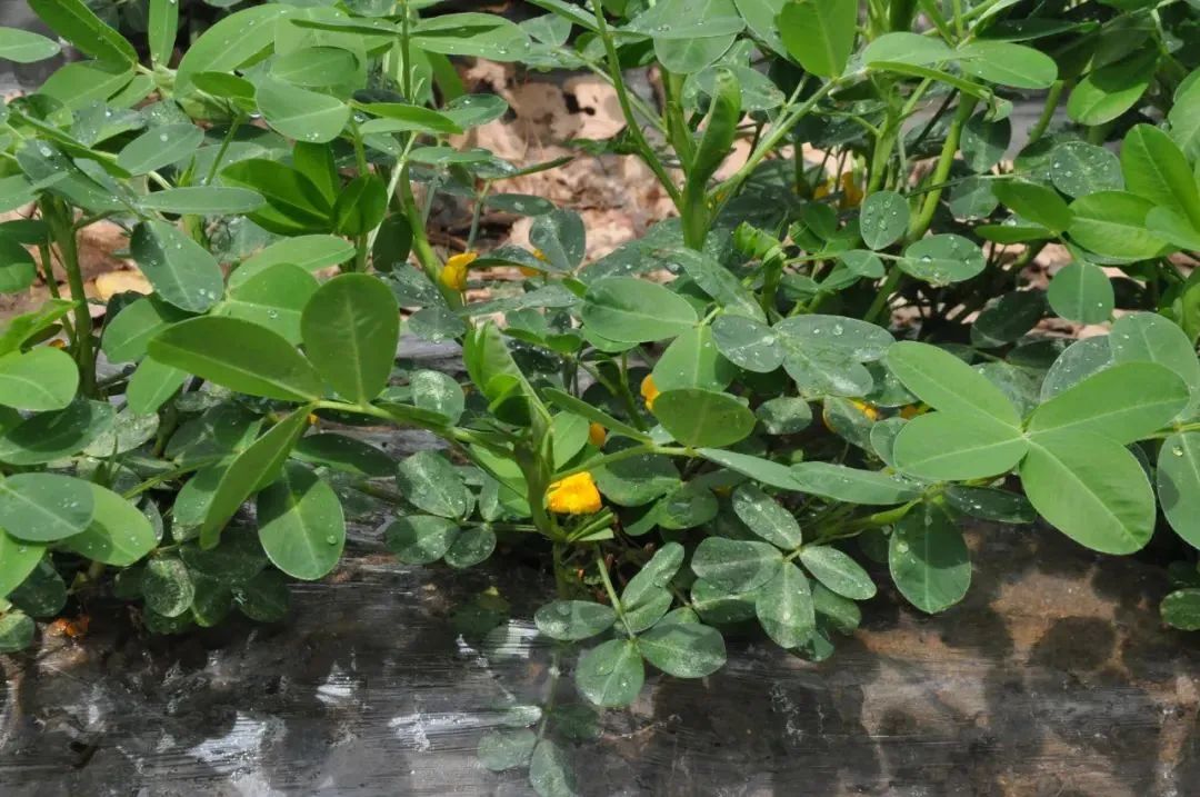 春花生高产种植技术_春花种植技术与管理_春花菜栽培技术