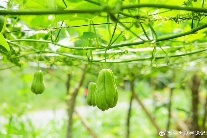 缸豆种植技术视频播放_怎么种缸豆视频_缸豆种植技术视频