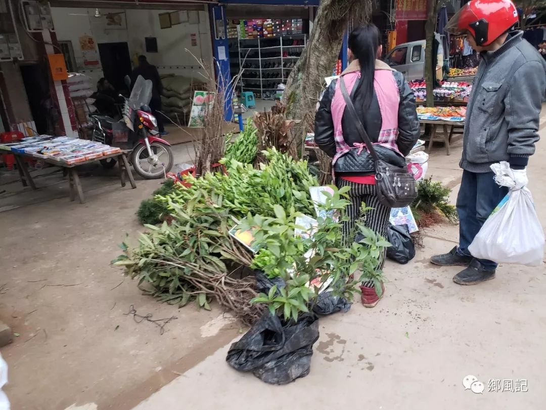 致富种植姜花怎么样_致富种植姜花视频_姜花种植致富