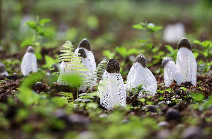 钦州：小小竹荪菇撑起“致富伞”