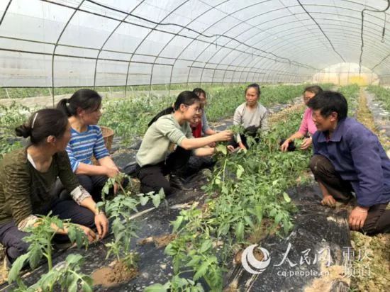 大棚番茄种植成本_重庆种植大棚番茄致富_重庆番茄种植基地