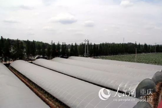 重庆种植大棚番茄致富_大棚番茄种植成本_重庆番茄种植基地