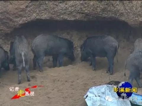 致富经牧草养猪_致富养殖牧草项目有哪些_牧草养殖致富项目