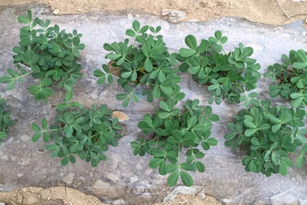 春花生高产种植技术_春花种植技术与管理_春花生高产栽培技术