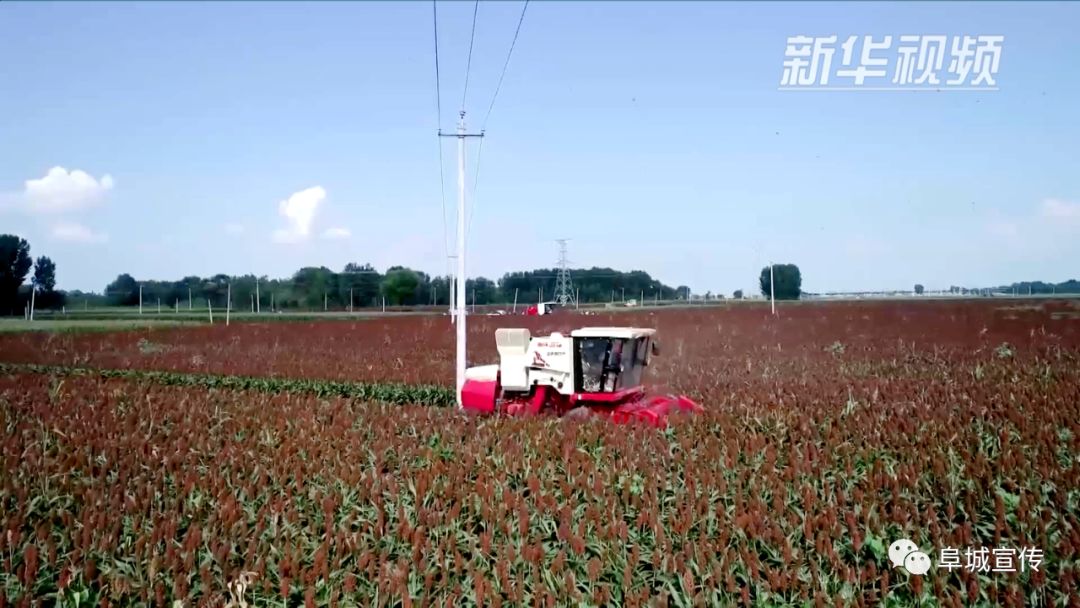 农村种植金银花中药材有补贴吗_种植100亩金银花的政府补贴_种植金银花脱贫致富