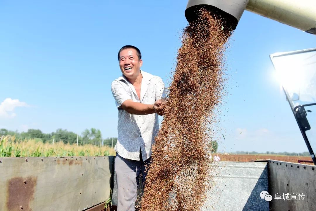 农村种植金银花中药材有补贴吗_种植100亩金银花的政府补贴_种植金银花脱贫致富