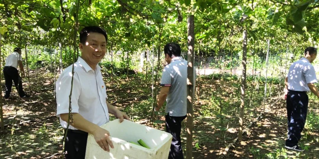 水瓜种植视频_致富种植水瓜图片_水瓜种植致富