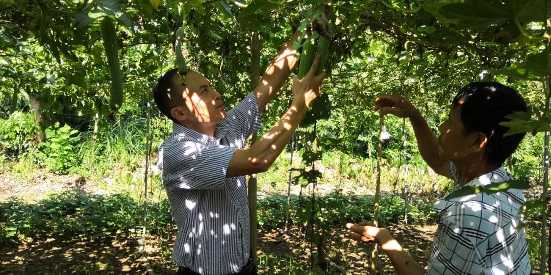 致富种植水瓜图片_水瓜种植致富_水瓜种植视频