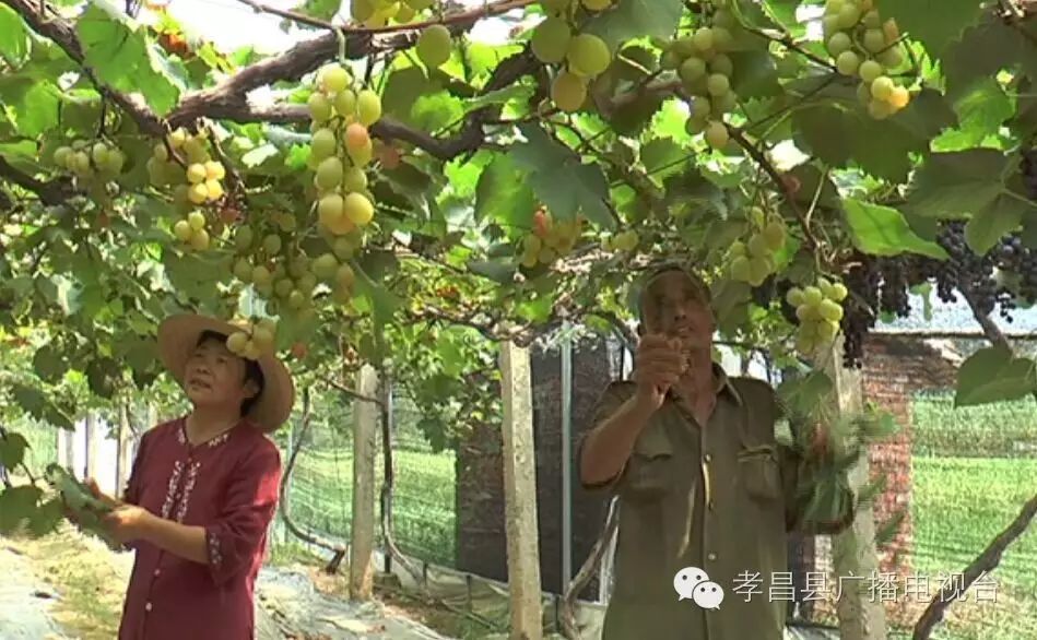 致富经农村种植_老农民种植致富_农民致富种植项目