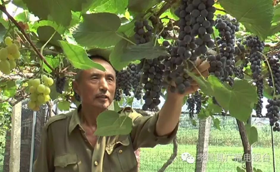 致富经农村种植_老农民种植致富_农民致富种植项目