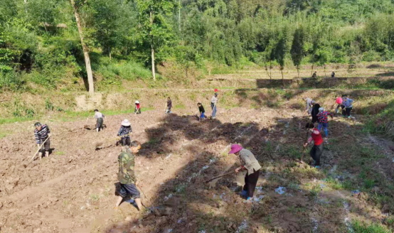 铜梁围龙镇：撂荒地种荔浦芋     特色产业促增收