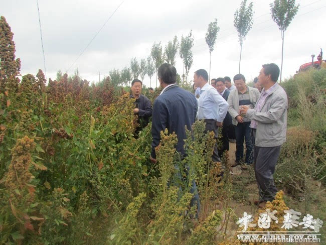 藜麦种植致富_藜麦种植效益_致富种植藜麦视频