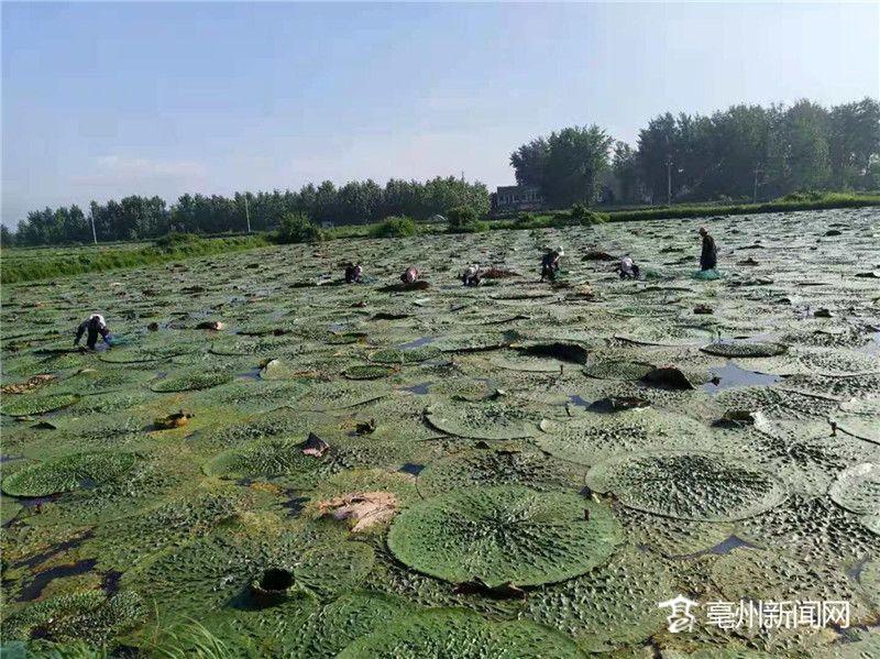 种植芡实市场前景好吗_致富种植报道芡实怎么写_芡实种植致富报道