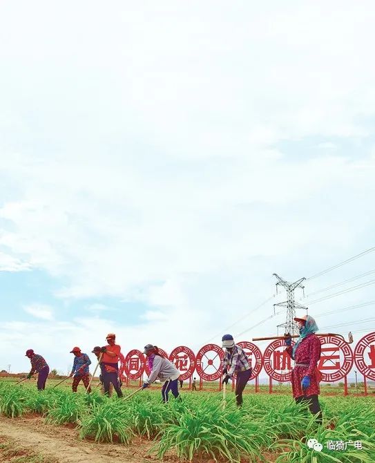 【温暖的回响】让致富花开得更艳 ——大同市云州区有机黄花标准化种植基地生机盎然