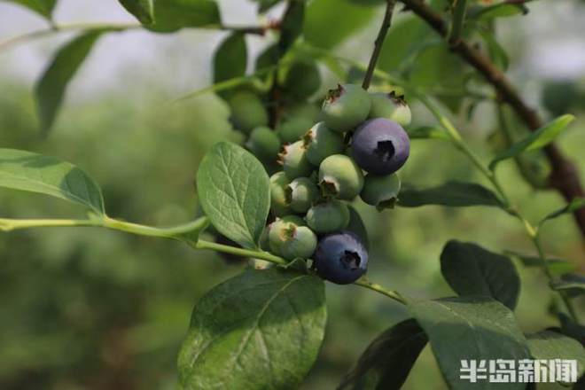 春日寻鲜 “蓝”不住的“莓”好滋味上市啦！西海岸宝山镇成“中国蓝莓第一镇” 年产三四百吨供不应求