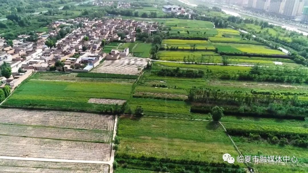 ​临夏市南龙镇：种植百亩金银花 孕育致富新希望