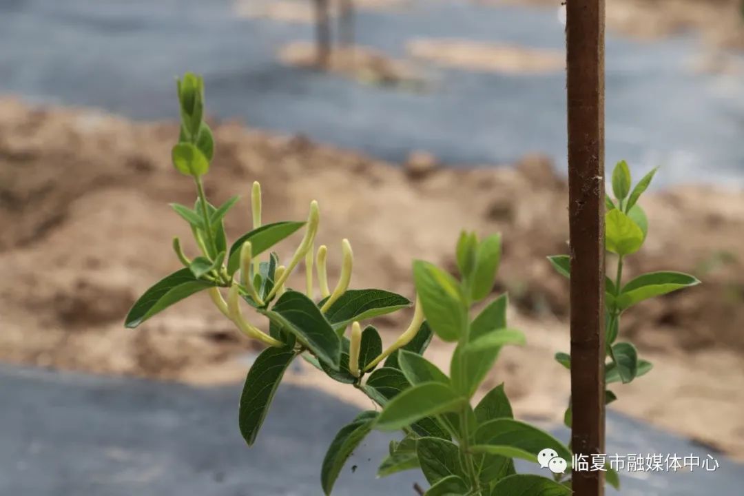 农村种植金银花项目怎么样_种植金银花脱贫致富经验_农村靠种金银花致富人