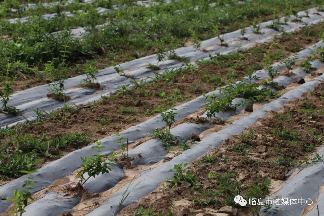 种植金银花脱贫致富经验_农村靠种金银花致富人_农村种植金银花项目怎么样