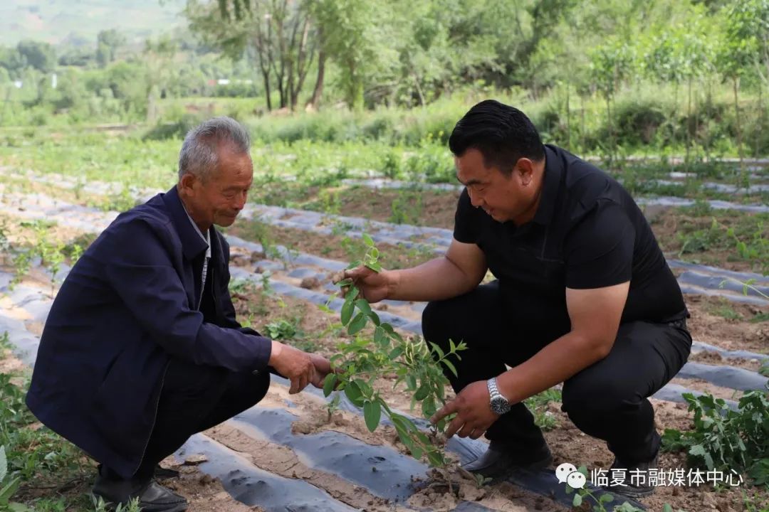 种植金银花脱贫致富经验_农村种植金银花项目怎么样_农村靠种金银花致富人