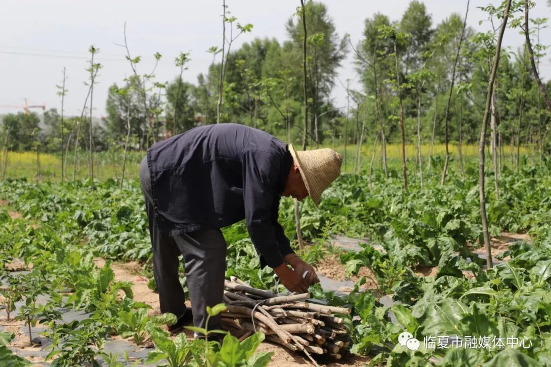 农村种植金银花项目怎么样_种植金银花脱贫致富经验_农村靠种金银花致富人