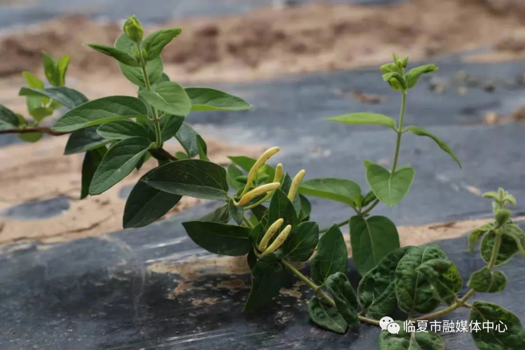 农村种植金银花项目怎么样_种植金银花脱贫致富经验_农村靠种金银花致富人