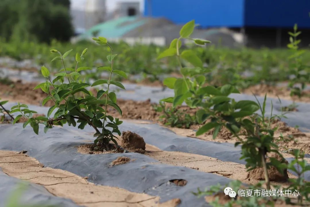 种植金银花脱贫致富经验_农村种植金银花项目怎么样_农村靠种金银花致富人