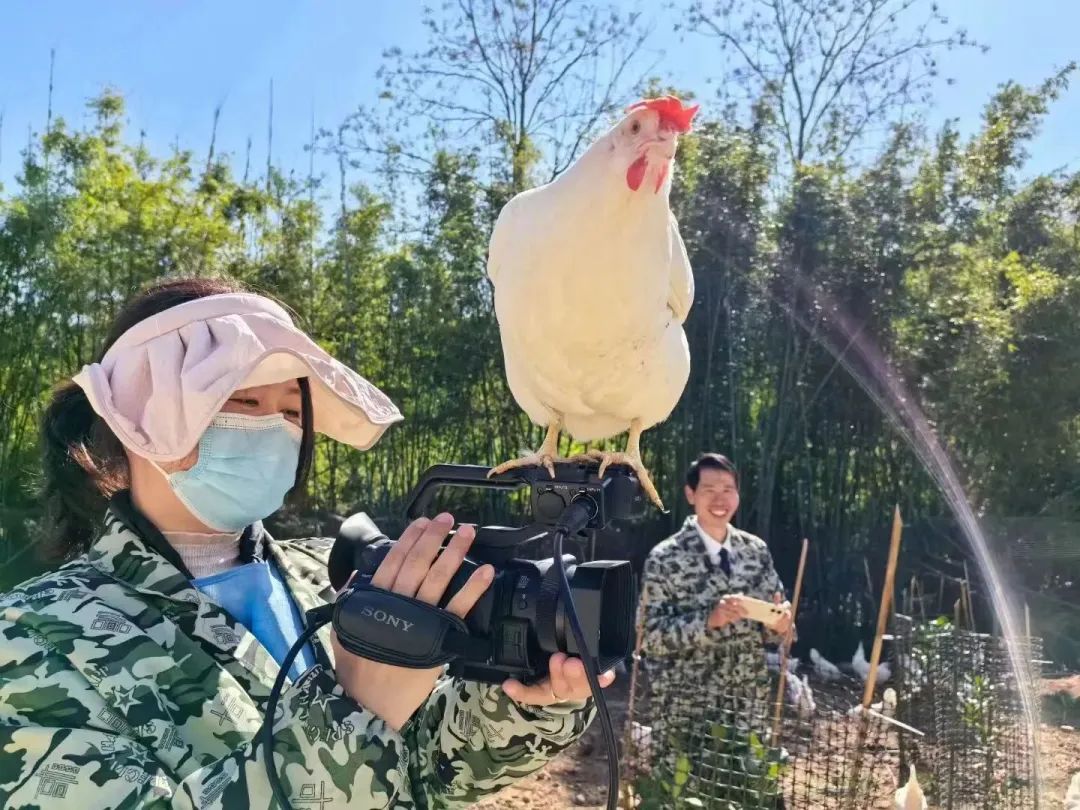 珍珠鸡养殖成本和利润_致富经散养蛋鸡珍珠鸡_珍珠鸡养殖效益