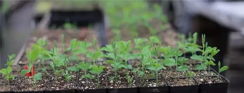 cctv7 致富经豌豆芽菜_豌豆芽苗菜种植技术视频_豌豆芽菜种植方法