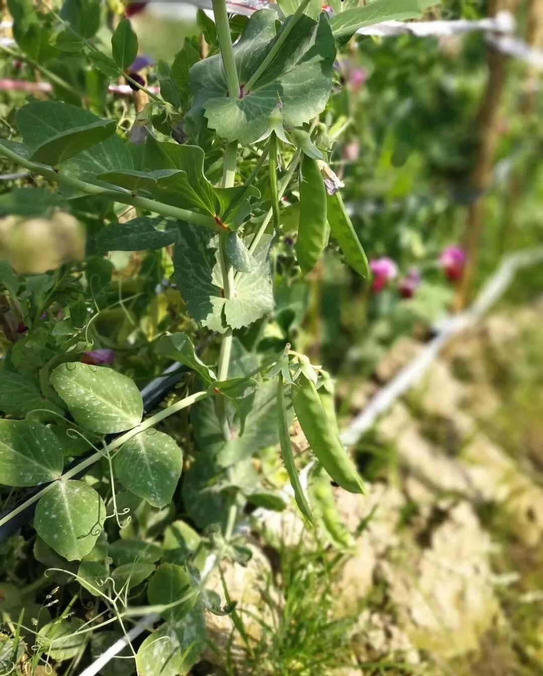 豌豆芽苗菜种植技术视频_cctv7 致富经豌豆芽菜_豌豆芽菜种植方法