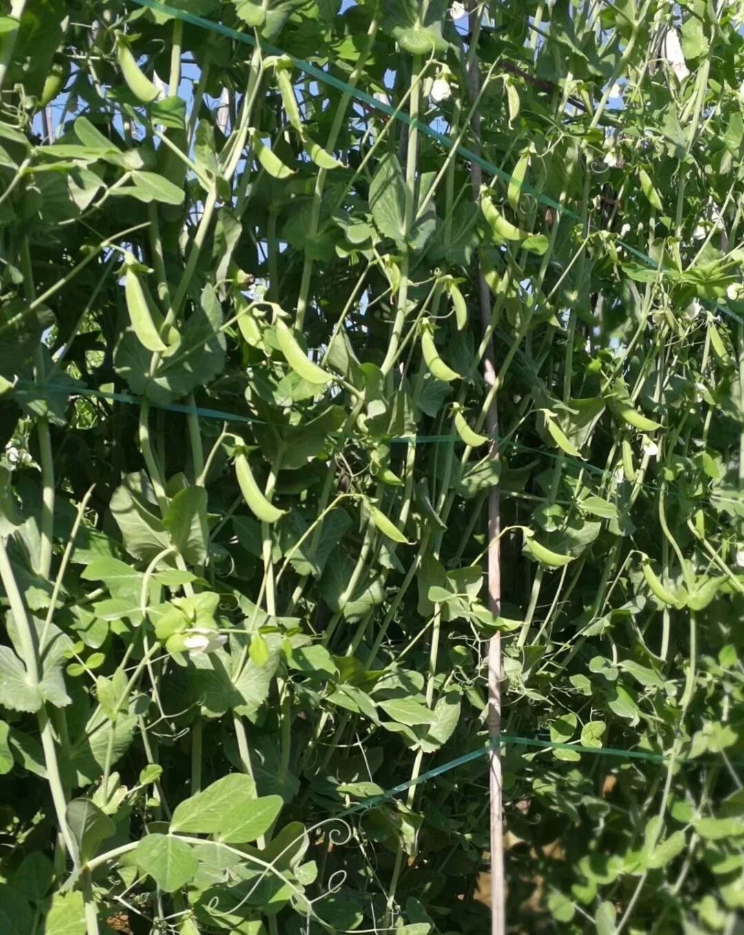 豌豆芽苗菜种植技术视频_豌豆芽菜种植方法_cctv7 致富经豌豆芽菜