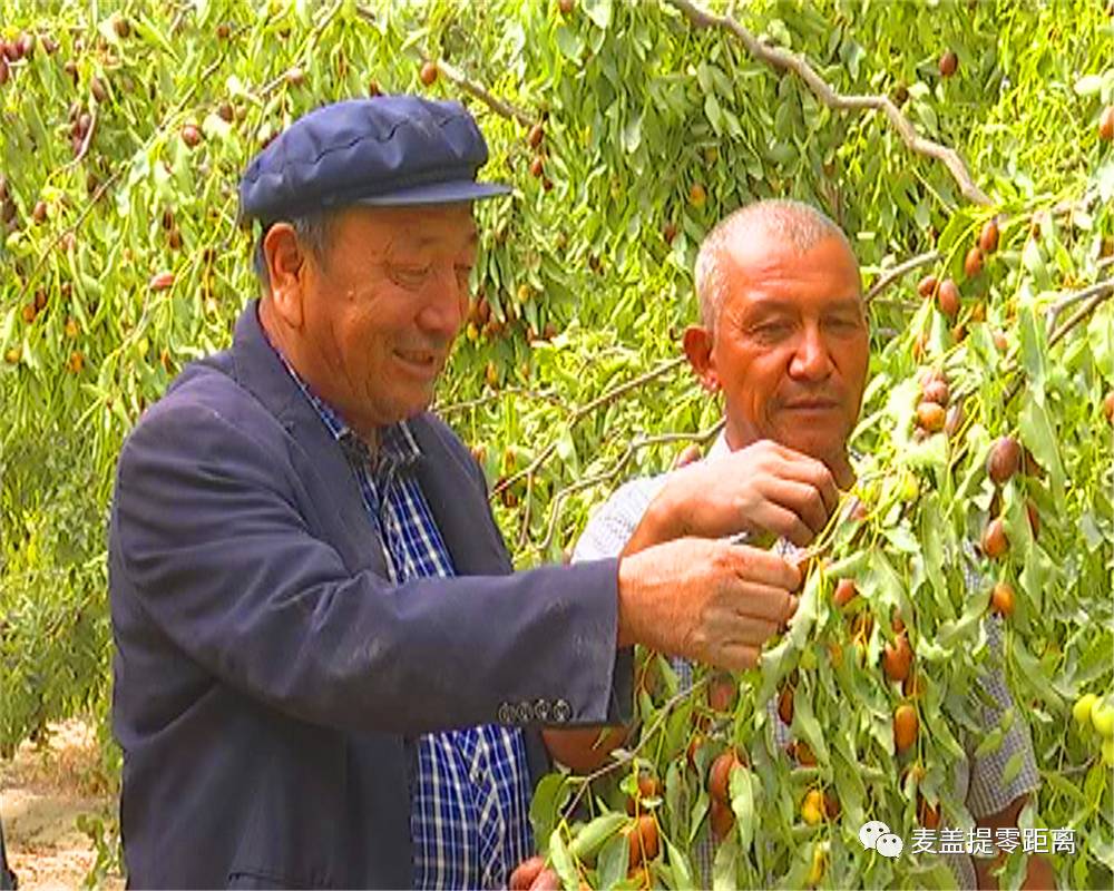 农村靠种金银花致富人_种植金银花致富故事_种植金银花脱贫致富经验