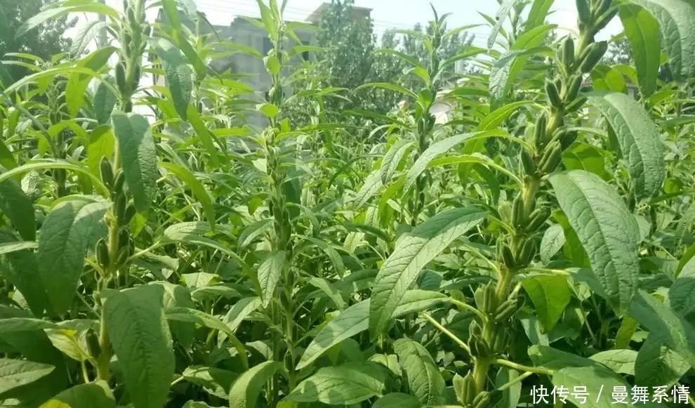 新闻致富芝麻种植视频_种植芝麻致富新闻_种植芝麻视频