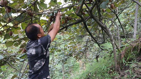 种杨桃赚钱吗_致富种植杨桃怎么样_种植杨桃致富