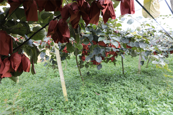 致富种植杨桃怎么样_种杨桃赚钱吗_种植杨桃致富